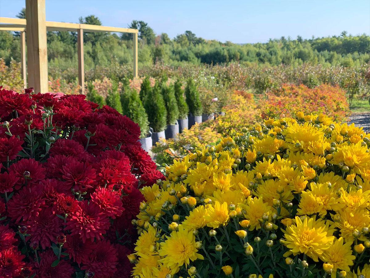 Affordable Landscaping Plants, Trees, and Shrubs | Madison ME ...